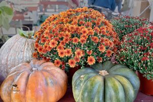 Fall at Cowtown Farmers Market: Harvest Season is Here!