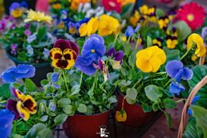 Reasons to Visit Cowtown Farmers Market in Spring