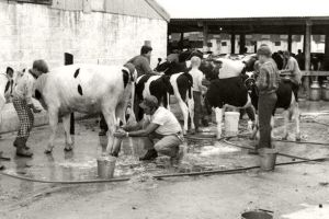 Cowtown Livestock Auction Preparations