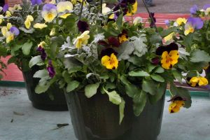 Pansy Hanging Pots