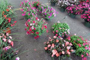 Springtime Savings at Cowtown Farmer’s Market 